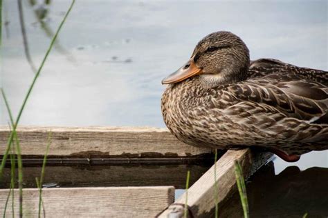 Single Vaccine Developed For Avian Flu And Duck Enteritis The
