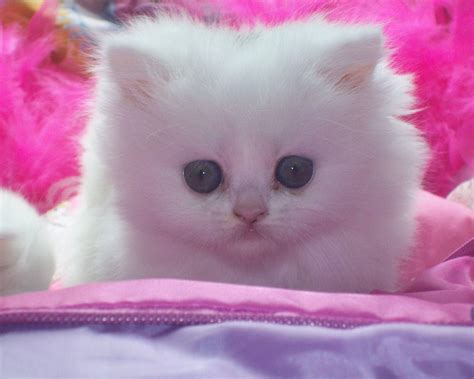 White Baby Cat Wallpapers Wallpaper Cave