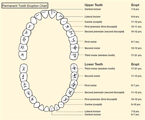 At birth people usually have 20 baby (primary) teeth, which start to come in (erupt) at about 6 months of age. Tooth Eruption Charts