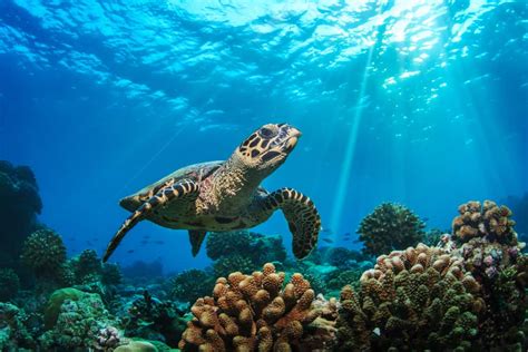 7 Best Places To See Wild Sea Turtles In Florida Florida Trippers