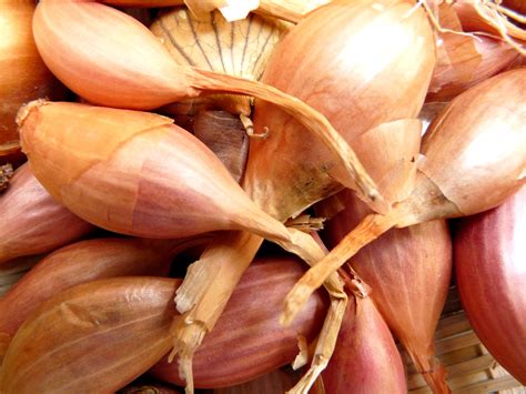 10 Different Types Of Onions And When To Use Them - Simplemost