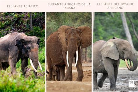 Elefantes En Peligro De Extinción Datos Actuales