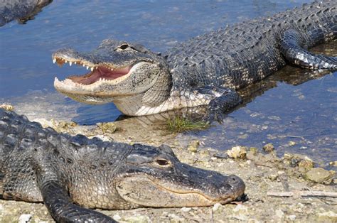 Sc Alligator Attack Alligator Safety Info After Kiawah Island Attack