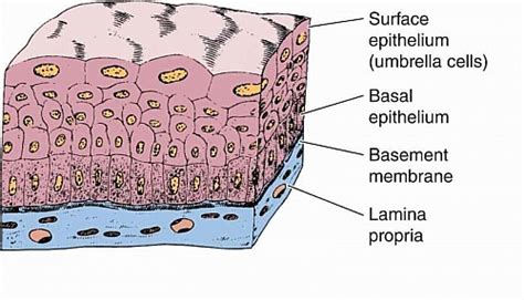 Transitional Epithelium Functions Location And Diagram Jotscroll
