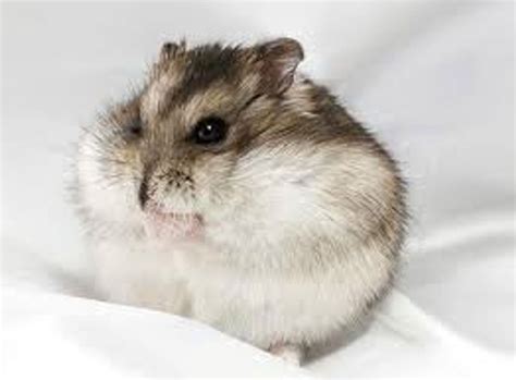 6 Reasons Dwarf Hamsters Are Great Pets