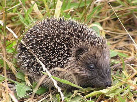 File:Young hedgehog.jpg - Wikimedia Commons