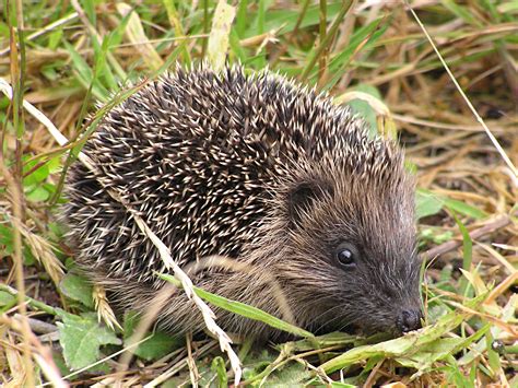 Fileyoung Hedgehog Wikimedia Commons