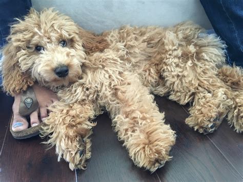 Their small size also makes them more suited for small homes or apartments. A Mini Goldendoodle Learns to Stay Calm When Meeting Other ...