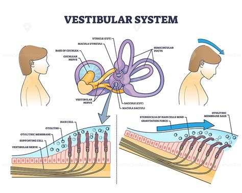 Vestibular System Anatomy And Inner Ear Medical Structure Outline