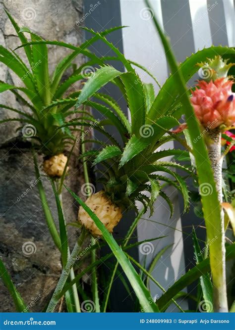 Ornamental Plants Resembling Pineapples Both Thorny Leaves And Yellow