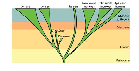 Ancient Lemurs Take Bite Out Of Evolutionary Tree All Images Nsf