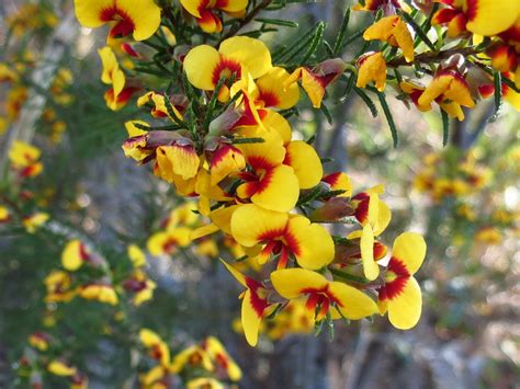 Dillwynia Sericea Australian Plants Society