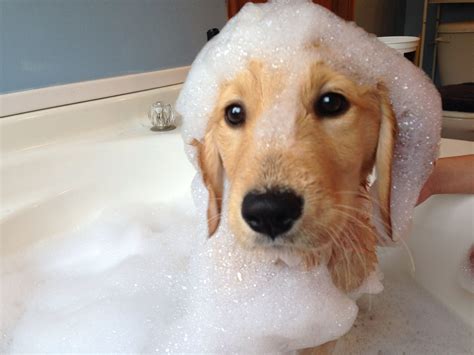 Bath time golden retriever puppy bubbles Briar Rose | Golden retriever
