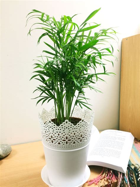 Indoor Evergreen Garden House Plant 14cm White Floral Pot For Patio