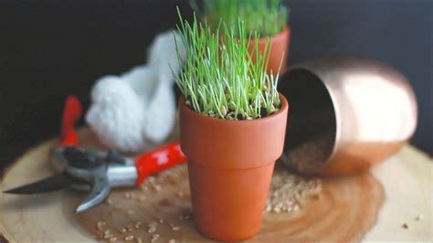 How To Grow Your Own Wheatgrass For Fun Spring Decor Youtube
