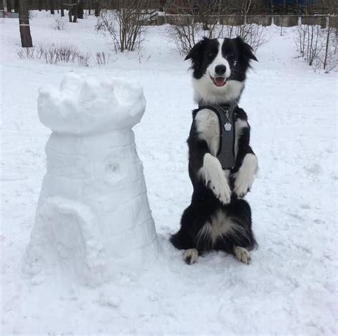 15 Things All Border Collie Owners Must Never Forget The Paws