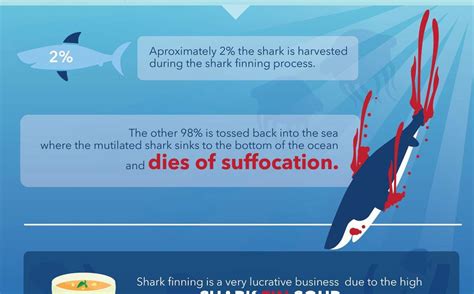 Facts Behind Shark Finning Infographic Best Infographics