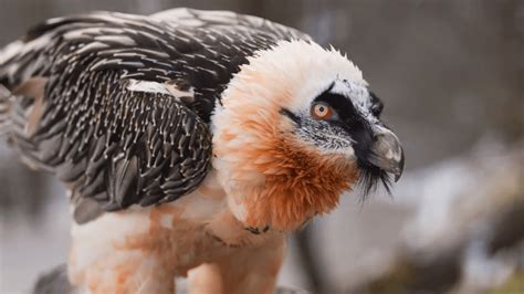 The Bone Crushing Bearded Vulture Discvrblog