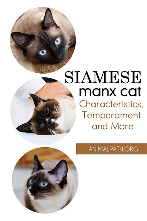 Siamese Manx Cat Characteristics Temperament And More Manx Cat