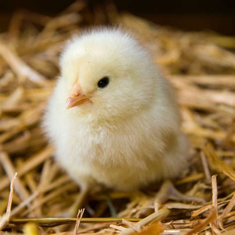 Pin By Iyihs On CÜte In 2020 Pet Chickens Hatching Chickens Baby