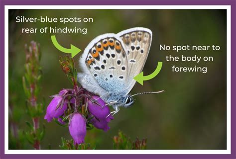 Silver Studded Blue Butterflies Can You Help Thames Basin Heaths