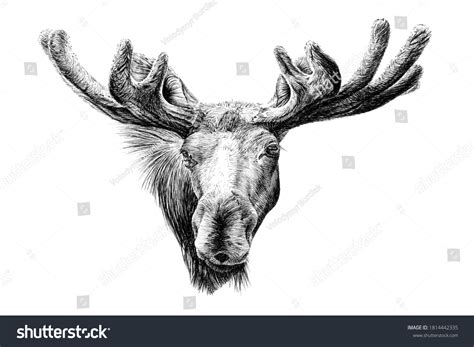 Moose Head Drawing 5 612 Images Photos Et Images Vectorielles De