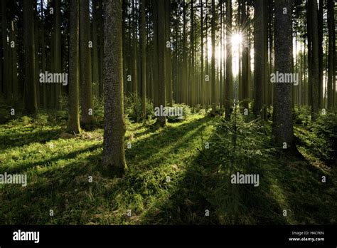 Germany Bavaria Forest Nature Reserve Augsburg Western Woods