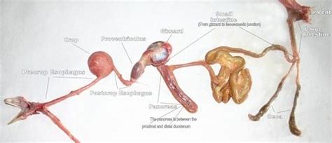 Reproductive System Reproductive System Raising Chickens Hair Accessories