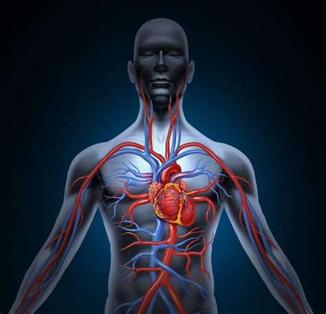 The Cardiovascular System Anatomy And Physiology