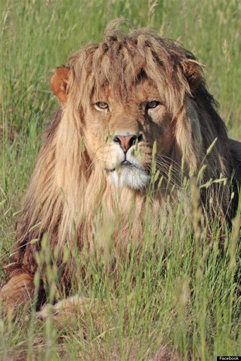 Give through your will or trust. Colorado Wild Animal Sanctuary's Lions, Tigers And Bears ...