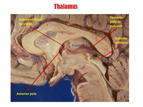 Anatomy Of Thalamus