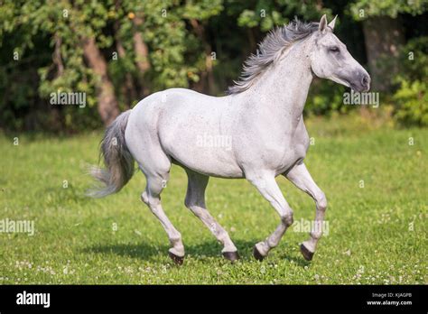 Selle Francais Gray Mare Galloping On A Meadow Germany Hi Res Stock