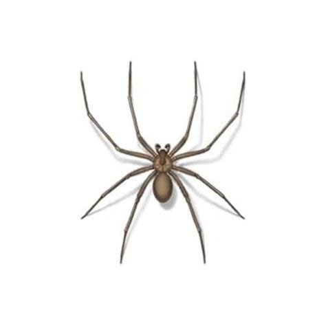 Brown Recluse Spider Identification And Info Bug Out Pest Control And