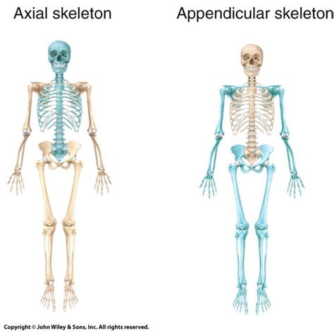 Axial And Appendicular Skeleton Unlabeled