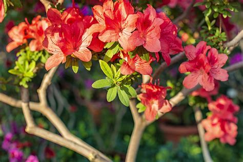 Die wunderschönen blüten der pflanze haben schon viele dichter und maler inspiriert. Unterschied zwischen Azaleen und Rhododendren