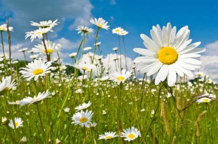 The symbol of april is daisy. Birth Month Flower of April - The Daisy