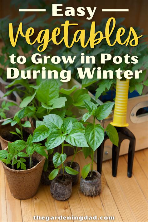 20 Easy Vegetables To Grow In Pots For Beginners Artofit