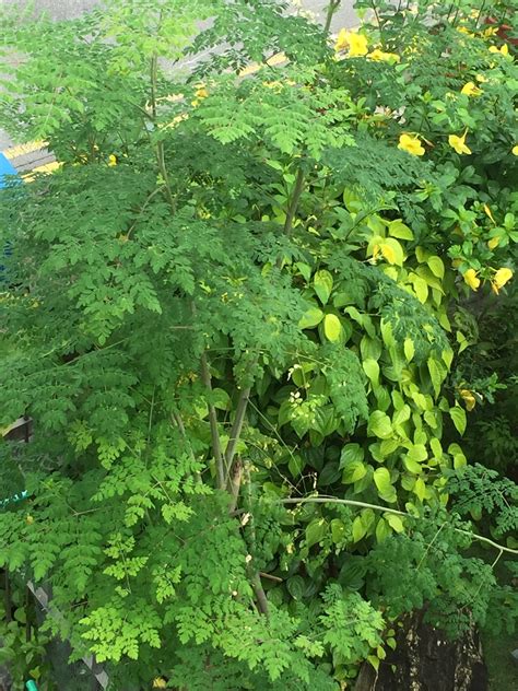 Check spelling or type a new query. PetuniaLee™: Moringa Tree