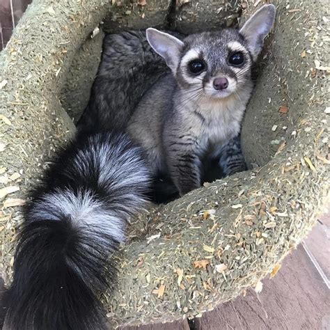 People Are Loving These Adorable Ringtail Cats Daily Animal News