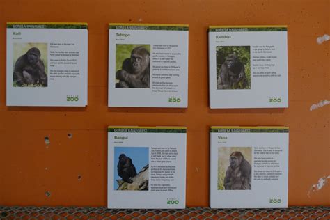 Ambil cuti pada hari jumaat, 17 september. Gorilla ID signs, September 2018 - ZooChat