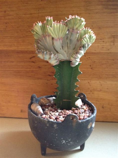 Another reason is to replace an the scion should be firmly attached to the rootstock and you have a newly grafted cactus plant. ♕cactus - Grafted cactus | Grafted cactus, Grafting plants ...
