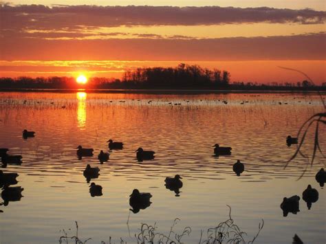 Ducks Unlimited Wallpapers Top Free Ducks Unlimited Backgrounds