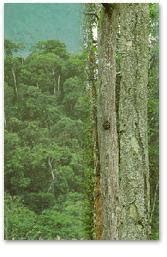 Hujan lebat sepanjang tahun membantu tumbesaran tanaman terutamanya yang memerlukan banyak air. Geografi Fizikal dan Manusia Tingkatan 1: Hutan Hujan ...