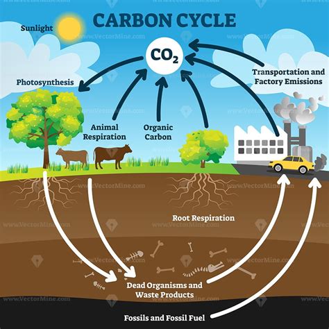 Carbon Cycle With Co2 Dioxide Gas Exchange Process Scheme Outline