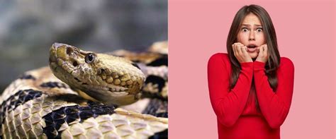 11 arti mimpi digigit ular menurut primbon jawa jadi peringatan
