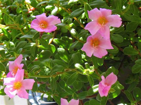 And the tiny clusters of flowers are white. Lisa Tries... Container Gardening!: Night Blooming Jasmine ...