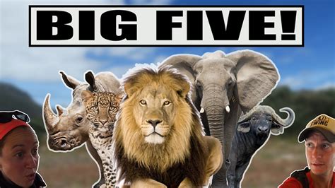 Big Five À 2 MÈtres Dun Lion Kruger National Park Afrique Du Sud