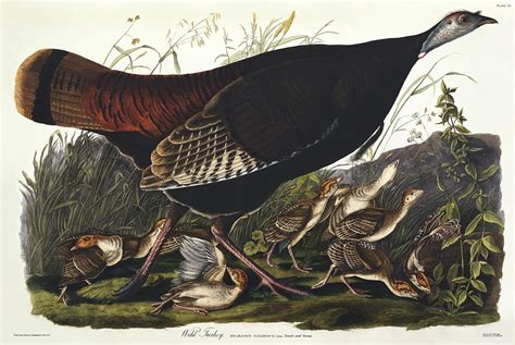 audubon 006 wild turkey limited edition bird print