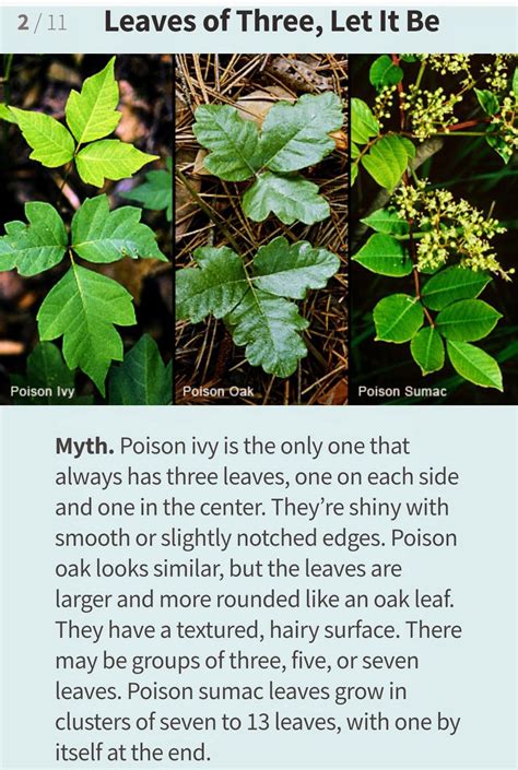Poison Ivy Poison Oak Poison Sumac Poison Ivy Plants Deadly Plants