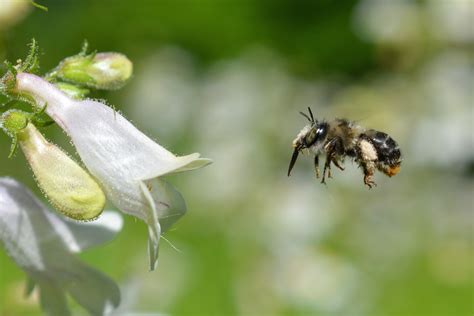 Digger Bees Native Beeology